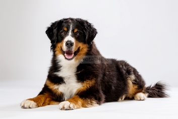 Foto Hüss - Portrait - Tiere - Studio - Hund - Berner Sennenhund
