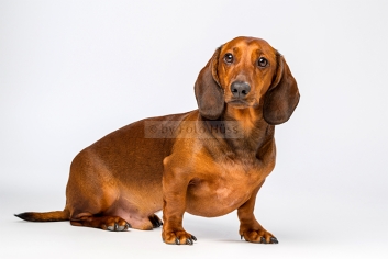 Foto Hüss - Portrait - Tiere - Studio - Hund - Dackel