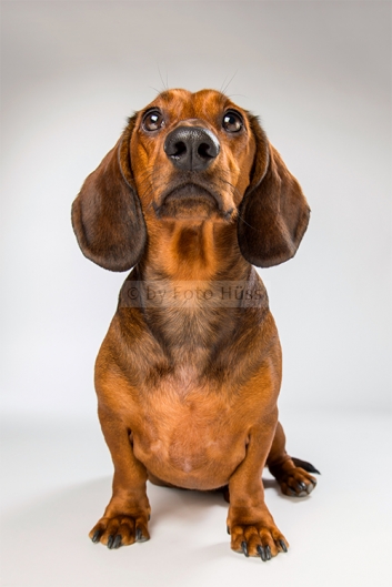 Foto Hüss - Portrait - Tiere - Studio - Hund - Dackel