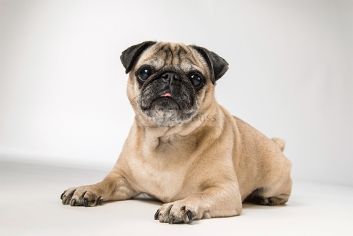 Foto Hüss - Portrait - Tiere - Studio - Hund - Mops