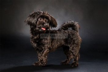 Foto Hüss - Portrait - Tiere - Studio - Hund - Bolonka