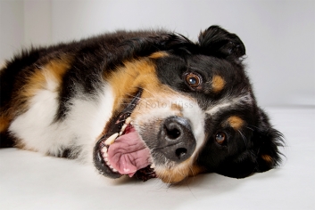 Foto Hüss - Portrait - Tiere - Studio - Hund - Berner Sennenhund