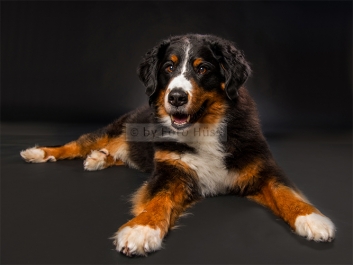 Foto Hüss - Portrait - Tiere - Studio - Hund - Berner Sennenhund