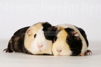 Foto Hüss - Portrait - Tiere - Studio - Meerschweinchen