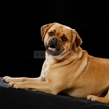 Foto Hüss - Portrait - Tiere - Studio - Hund