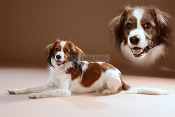 Foto Hüss - Portrait - Tiere - Studio - Hund